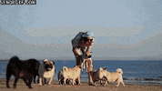 beach GIF