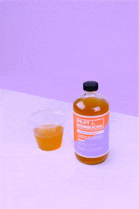 GIF by Pilot Kombucha