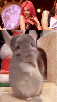Chinchilla Sue GIF