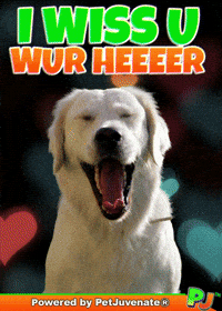 PetJuvenate petjuvenate henlo hooman fren love rescue dogs treatos and woofer for pupper GIF