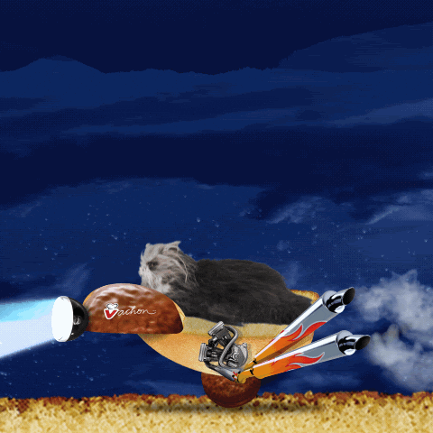 Cat GIF by Vachon