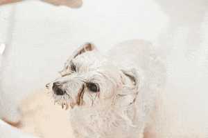 Dog Water GIF by nanopet