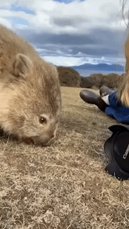 Say Cheese! Curious Wombat Investigates Camera