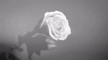 music video GIF by Interscope Records