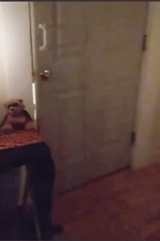 Trick Or Treat GIF