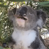 Blind Koala 'Sniffs Out' Tasty Eucalyptus Leaves at New South Wales Sanctuary