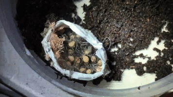 Baby Funnel Web Spiders Crawl Out of Egg Sac