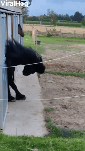 Headbanging Horse