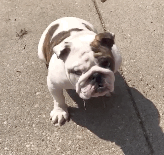 Drake Mascot GIF by DrakeUGriff