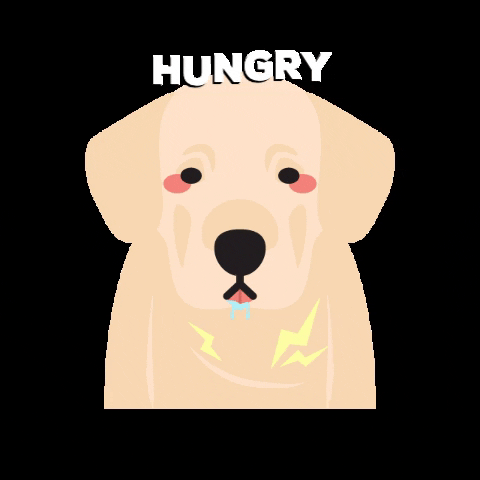 allisonchan2 giphygifmaker dog hungry labradorretriever GIF
