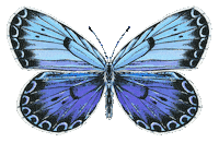 Illustration Butterfly Sticker