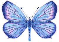 Illustration Butterfly Sticker
