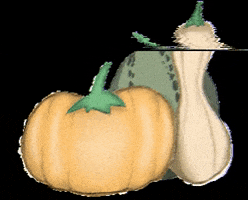 Mitsukoandco halloween pumpkin pumpkinpatch mitsukoandco GIF