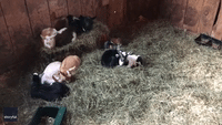 Bleat for Your Breakfast: Baby Goats Join Mothers for Morning Milk Feed