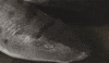 shark week swimming GIF by PBS Digital Studios