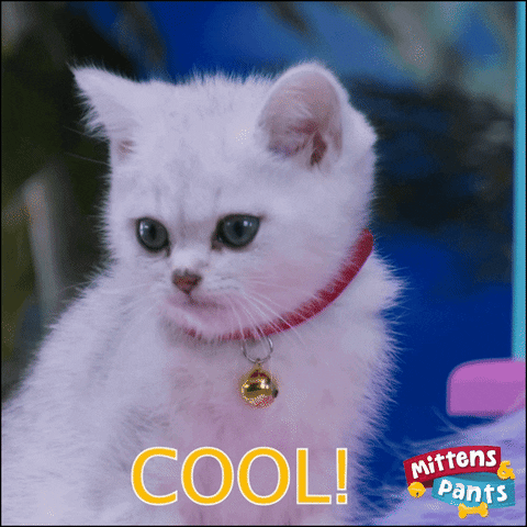 Windyisle giphyupload cat cool kitten GIF