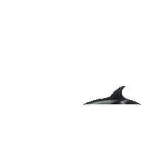 orca whale water Sticker by NRDC