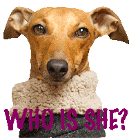 Who Is She Italian Greyhound Sticker