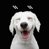 Zoetis pets zoetis simparic zoetispetsbrasil GIF