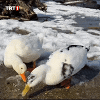 Water Bird GIF by TRT