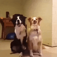 dogs app GIF by The Videobook