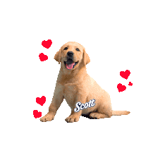 Dog Scott Sticker by BCW Perú