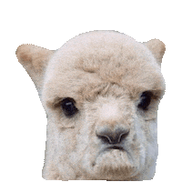 llama STICKER by imoji