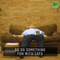 Cat Sleeping GIF by 60 Second Docs