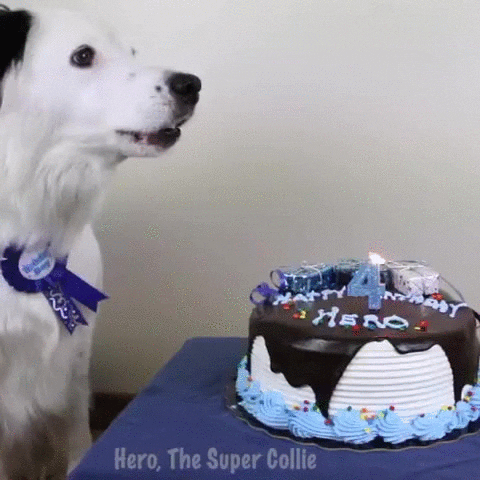 dog birthday barks GIF