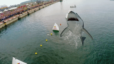 shark GIF