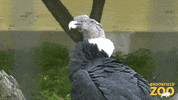 Birds Stare GIF by Brookfield Zoo