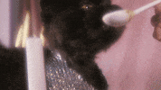 muaddibthecat cat mood sparkle yum GIF