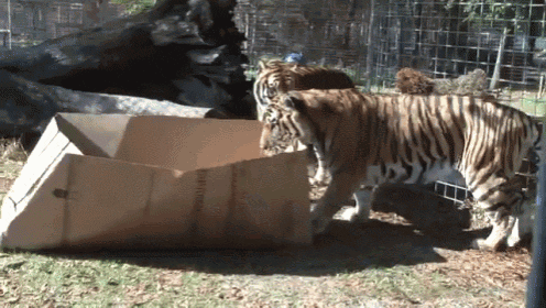 cuteanimalland giphyupload GIF
