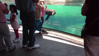 Sea Lion 'Worried' About Little Girl