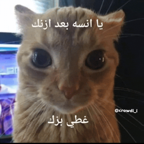 كراودي GIF