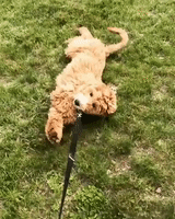 Dog Refuses to Go for a Walk