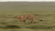 cheetah running GIF