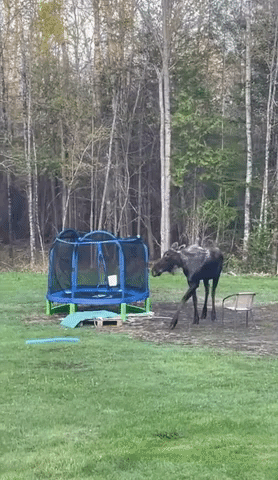 Moose Explores Family's Backyard 