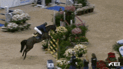 FEI_Global sport jump up fly GIF