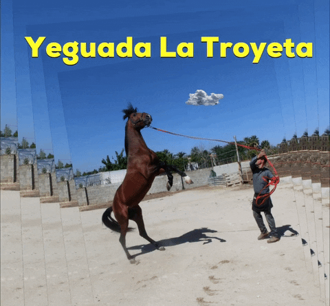 latroyeta spanishhorse GIF by Yeguada La Troyeta