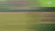 funny dogs GIF by Nat Geo Wild 