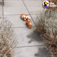 guinea pigs GIF by The Dodo
