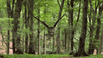 slow motion photography GIF by TED