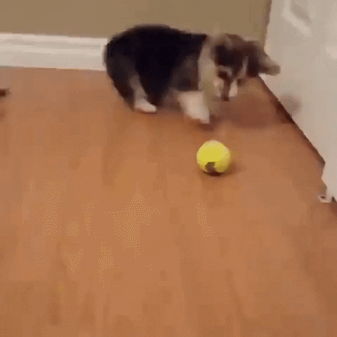 Dog Playing GIF by JustViral.Net