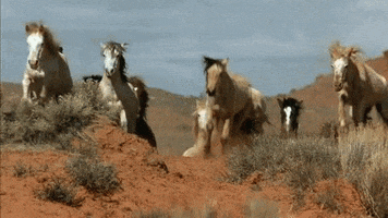 horses GIF