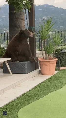 Bear Plays With Plant in California Family's Yard