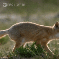 Baby Animal GIF by Nature on PBS