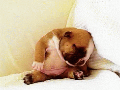 Sleepy Puppy GIF