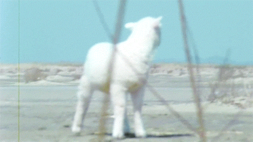 pulsoestable giphyupload lamb GIF