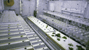 Plant Growth Plants GIF